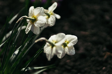 close up of a snowdrop