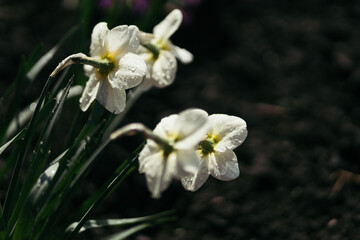 close up of a white flower