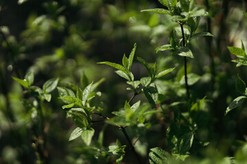 forest snowdrop flower in the spring in the forest