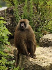 Singe de type babouin qui est assis au sol par mis la végétation il lance un regard noir