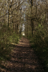 forest snowdrop flower in the spring in the forest