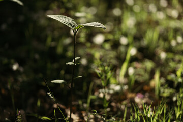 forest snowdrop flower in the spring in the forest