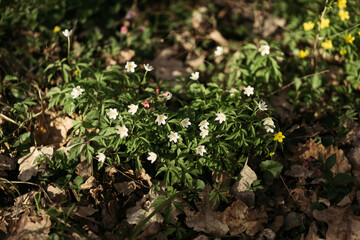 forest snowdrop flower in the spring in the forest