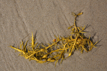A closeup of of seaweed washed upon the beach
