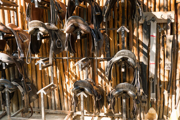 Leather horse bridles and bits hanging on a wooden wall of stable at a horse farm.. - obrazy, fototapety, plakaty