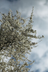 a flowering tree in the spring season