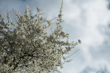 a flowering tree in the spring season