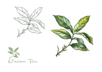 Branch with leaves of green tea. Clip art, set of elements for design Vector illustration. In botanical style - 783064897
