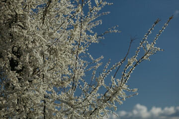 a flowering tree in the spring season