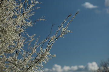 a flowering tree in the spring season