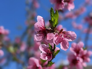 Pretty pink peach blossoms in early spring