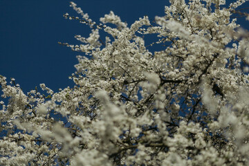 a flowering tree in the spring season