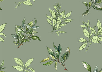 Branch with leaves of green tea. Seamless pattern, background. Vector illustration. In botanical style - 783065215