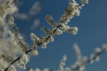 a flowering tree in the spring season