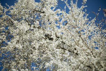 a flowering tree in the spring season