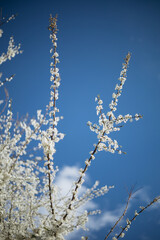 a flowering tree in the spring season