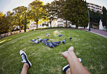 POV, feeding pigeons and park with person hands, animal and grass field with New York travel and...
