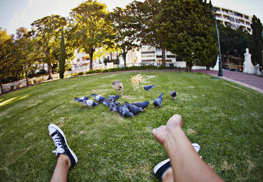 POV, feeding pigeons and park with person hands, animal and grass field with New York travel and holiday. Seeds and throw with birds, nature and trees with urban garden and outdoor in city with food
