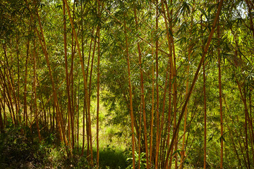 bamboo forest with nice plants