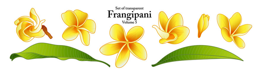A series of isolated flower in cute hand drawn style. Frangipani in vivid colors on transparent background. Drawing of floral elements for coloring book or fragrance design. Volume 5.