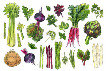 Vegetables food illustrations. Watercolor and ink sketches.. Artichokes, root vegetables, celery, beets, asparagus, greens - 783066430