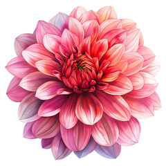 Dahlia flower in watercolor style isolated on transparent background