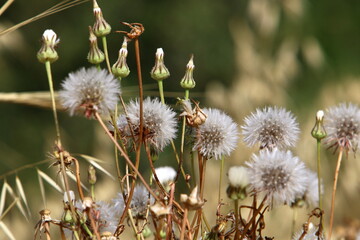 Dandelion growing in a forest clearing in northern Israel.
