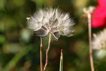 Dandelion growing in a forest clearing in northern Israel.