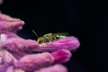 Detalles de una abeja verde metalizada sobre una planta violeta. Augochlorini
