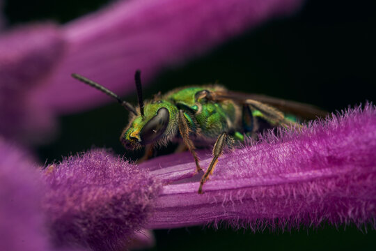 Detalles de una abeja verde metalizada sobre una planta violeta. Augochlorini
