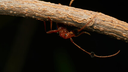 Insect known as guitar eater perched on a brown branch (Compsocerus violaceus)