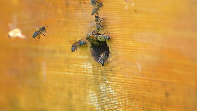 Slow motion of bee hive. Bee colony flying and around beehive