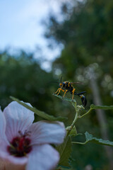 A yellow and black wasp perched on a flower