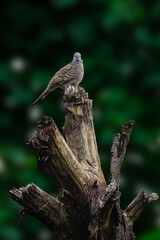 camoflage bird