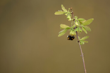 A bumblebee pollinates honeysuckle flowers in the garden