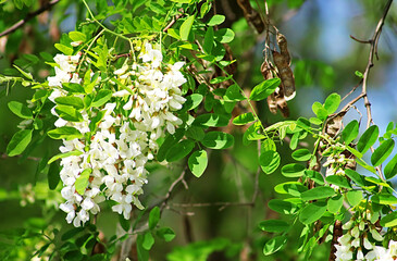 Flowering branch on white acacia tree