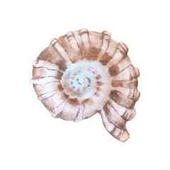 Seashell watercolor illustration isolated on white background. drawn by hand. Element for design of cards and prints. 