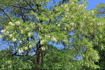 Flowering white acacia tree in the spring
