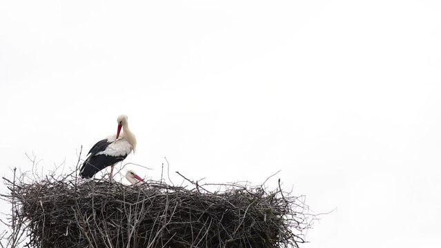 Close-up of a pair of storks sitting on a nest with hatchlings on a sunny and slightly windy day at the edge of a floodplain forest