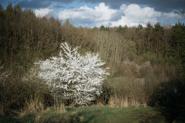 a flowering tree in the midst of a dormant forest