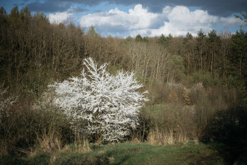 a flowering tree in the midst of a dormant forest