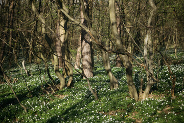 forest road in the spring season