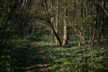 forest road in the spring season