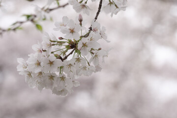 満開の桜の花

