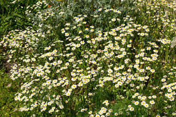Beautiful white chamomile flowers in a flowerbed in a summer garden. - 783070837