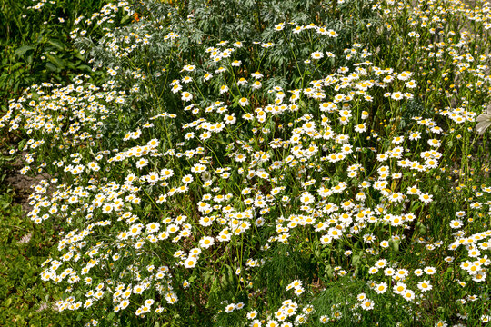 Beautiful white chamomile flowers in a flowerbed in a summer garden.