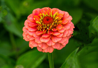 pink zinnia flower on a flowerbed.