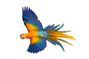 Colorful flying Camelot Macaw parrot isolated on transparent background png file