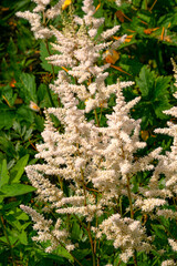 White flowers of Japanese Astilbe in the summer garden.
