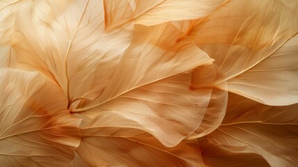 Warm Tones And Softness Of Silk-Like Petals In The Glow Of The Sunset. Generative AI